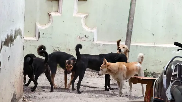 ऊधमपुर में बेकाबू हुआ आवारा कुत्तों का खौफ: हर दिन 20 शिकार, 2 साल में करीब 9 हजार लोग पहुंचे अस्पताल

